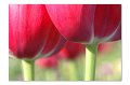 Tulpen A 05